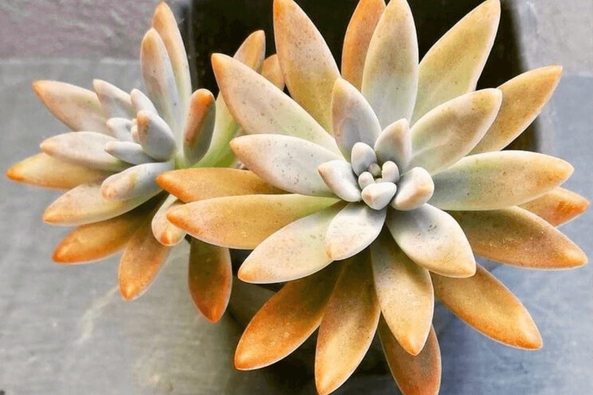 como-plantar-petalas-de-suculentas