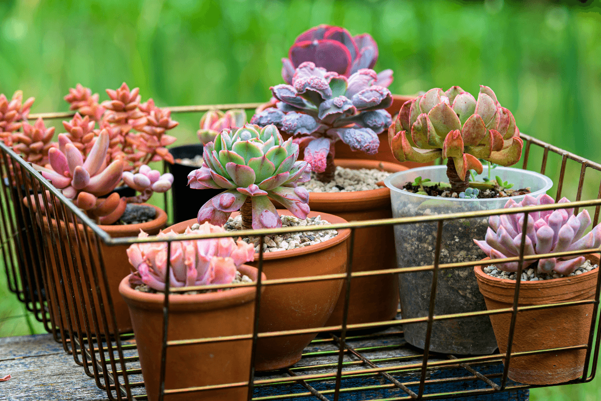 o-que-acelera-o-crescimento-da-planta o-que-acelera-o-crescimento-da-planta