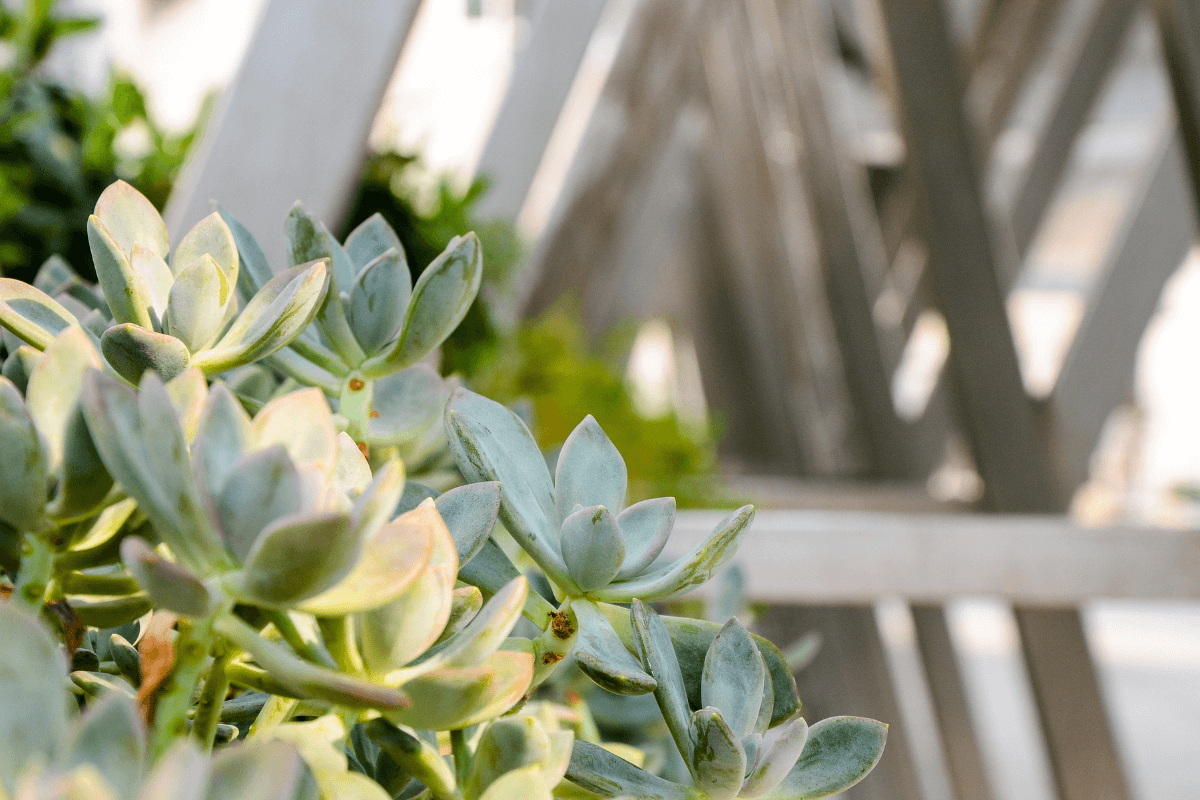 o-que-impede-a-germinacao o-que-impede-a-germinacao