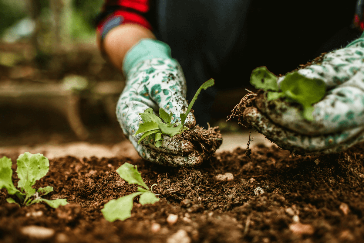 O passo a passo prático para começar sua horta Mãos vestindo luvas de jardinagem plantando cuidadosamente pequenas mudas de hortaliças em solo escuro e rico, ilustrando a prática de como iniciar seu cultivo caseiro de forma orgânica.