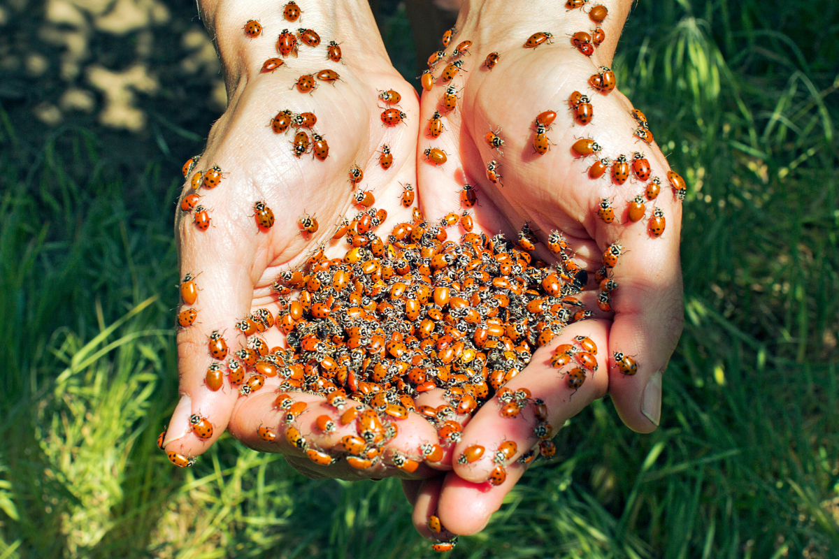 Joaninhas: aliadas no controle natural de pragas. Par de mãos segurando centenas de joaninhas, insetos benéficos que atuam como predadores naturais de pulgões e ajudam no equilíbrio ecológico do jardim orgânico.