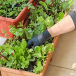 Pessoa realizando a manutenção de uma horta orgânica cultivada em vasos retangulares na varanda, demonstrando o cuidado com hortaliças e temperos sem uso de agrotóxicos.
