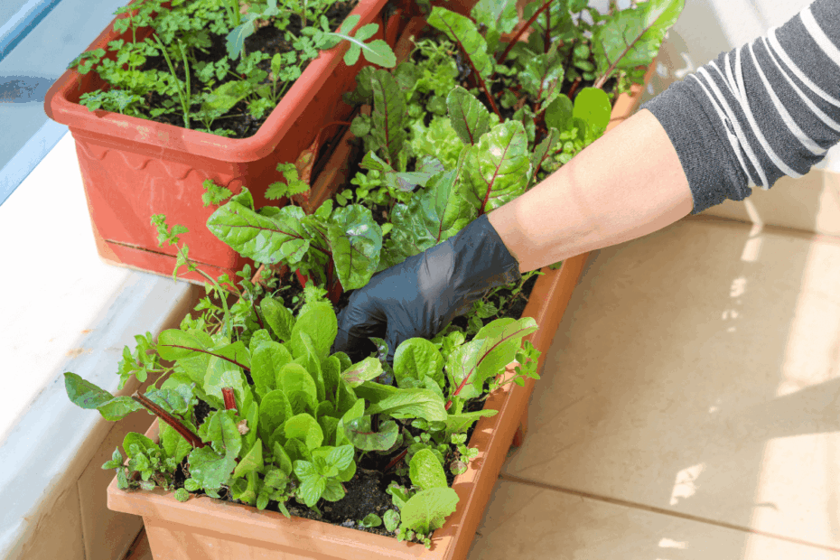 Pessoa realizando a manutenção de uma horta orgânica cultivada em vasos retangulares na varanda, demonstrando o cuidado com hortaliças e temperos sem uso de agrotóxicos.