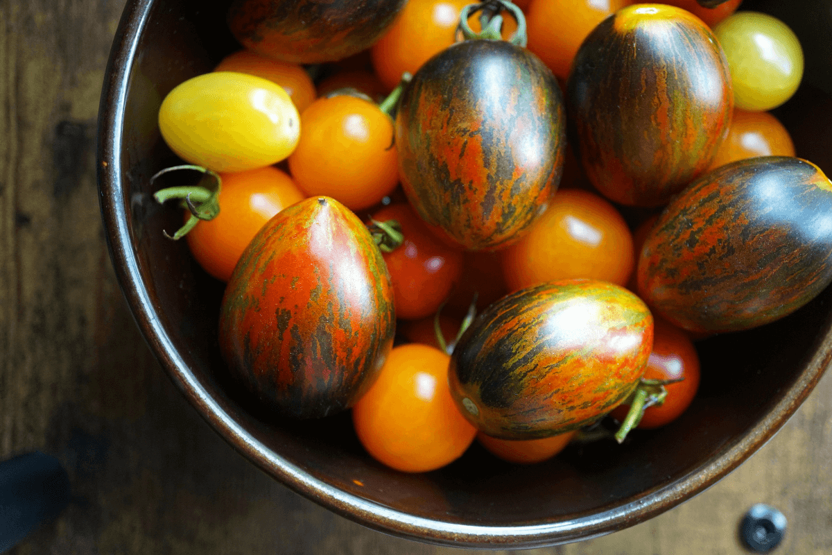 Vista superior de uma tigela repleta de tomates de diversas cores e formatos brilhantes sobre mesa de madeira, ilustrando a vitalidade visual e a diversidade ao explicar o que são plantas orgânicas.