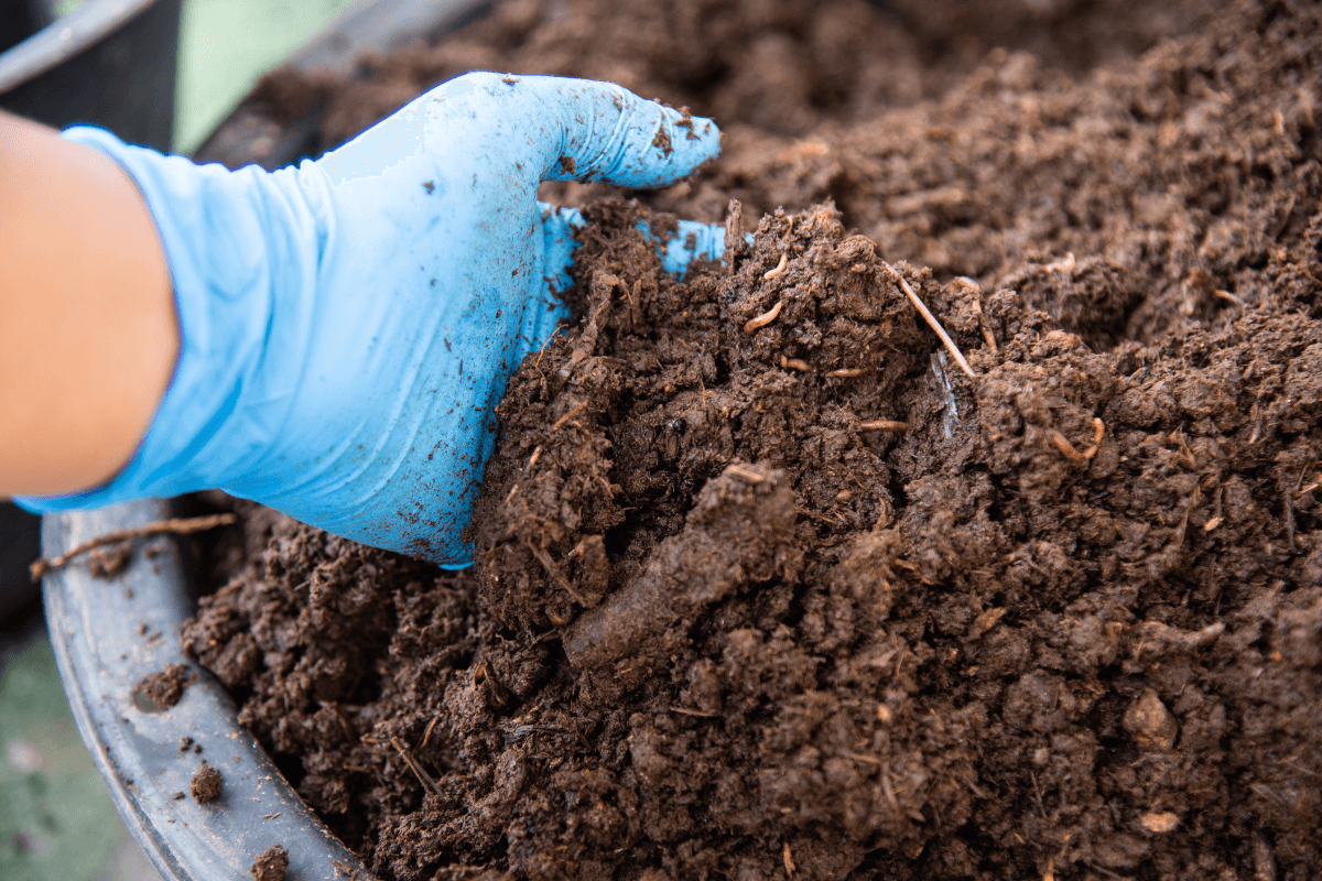 Bioindicadores de um solo saudável e vivo Mão com luva azul examinando solo escuro e rico em matéria orgânica, repleto de minhocas, simbolizando a recuperação da vida biológica durante a transição para o orgânico.