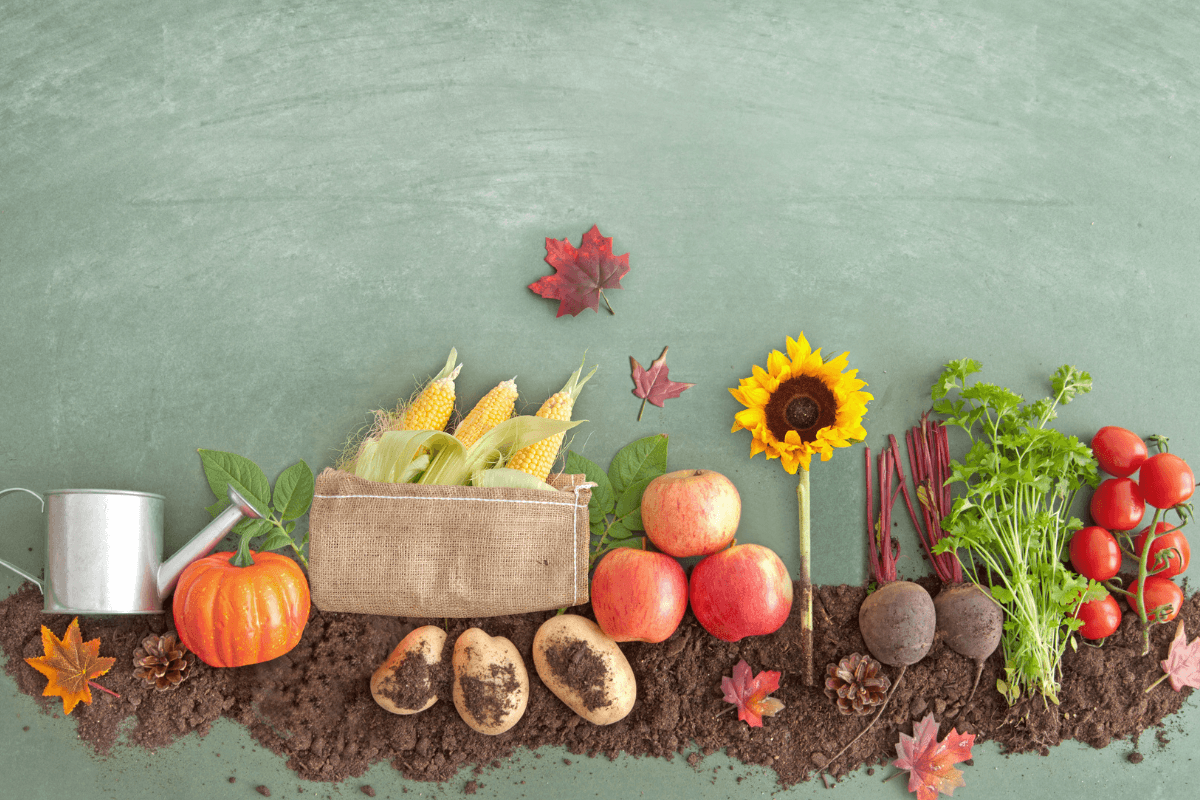 Diversidade de vegetais para rotação de culturas Composição criativa sobre solo fértil exibindo milho, abóbora, raízes e folhas lado a lado, ilustrando a variedade de famílias botânicas necessária para uma rotação de culturas eficiente.