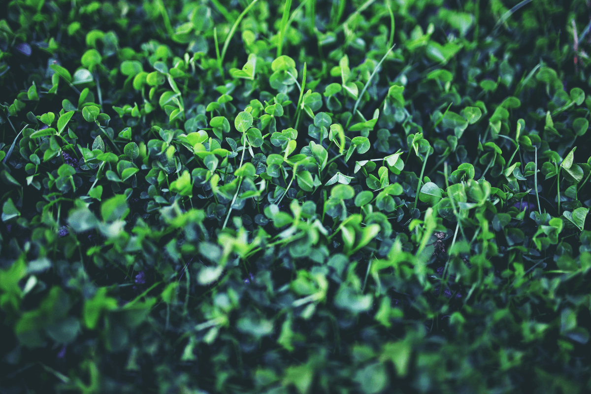 Trevos: indicadores naturais da saúde do solo. Tapete verde de trevos cobrindo o solo. Na jardinagem orgânica, o surgimento espontâneo dessa planta é um sinal bioindicador de que a terra está com deficiência de nitrogênio.