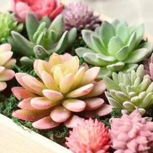 6 Suculentas E Cactus Verdes Artificiais Sem Vaso Só Planta